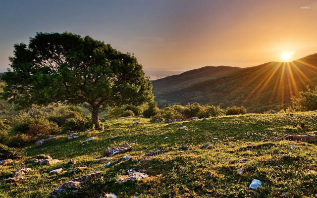 Tree hill sunset trash ground free wallpaper - medium preview image