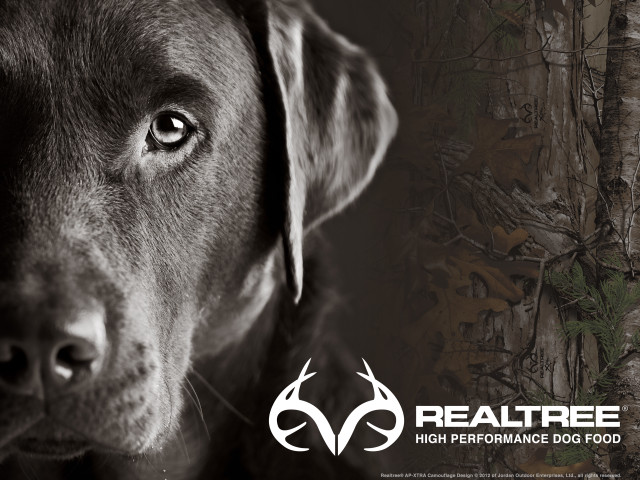 Dog hunting face logo rendering free wallpaper - medium preview image