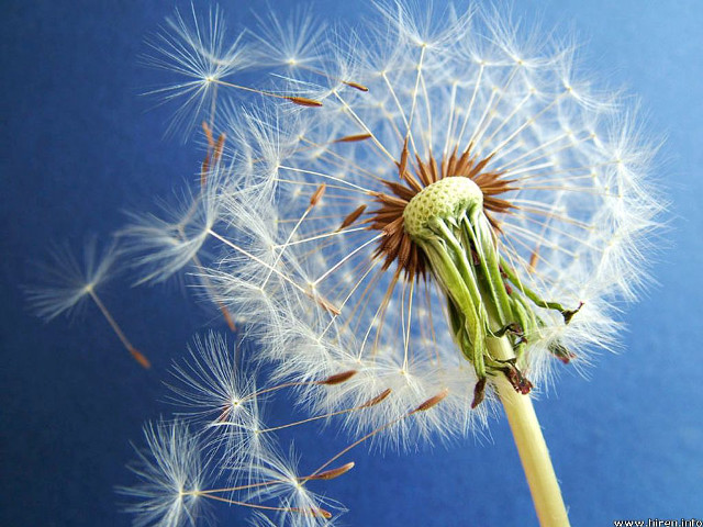 Dandelion seeds blowing blue background free wallpaper - medium preview image