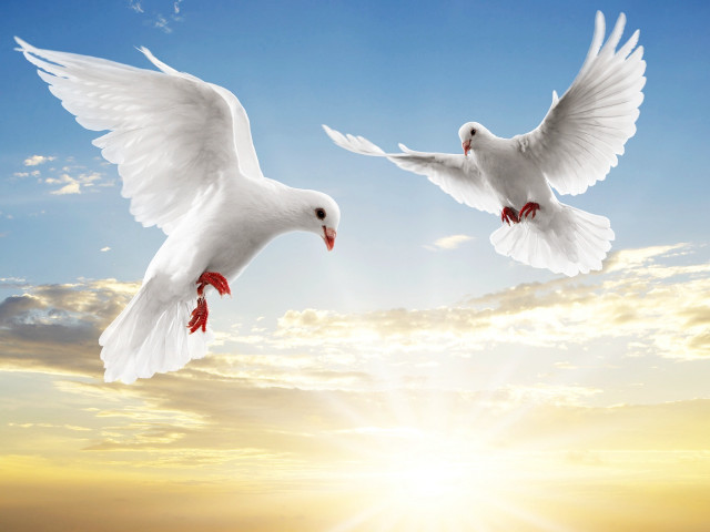 Two white birds flying sky free wallpaper - medium preview image