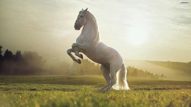 White horse rearing grass sun free wallpaper - medium preview image