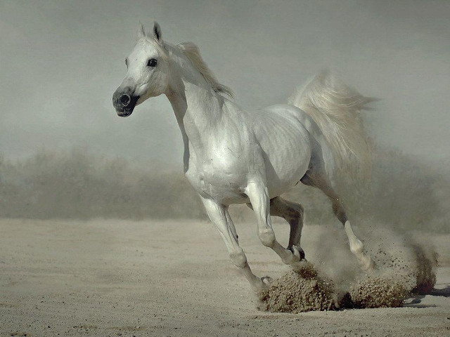 White horse running sand dust free wallpaper - medium preview image