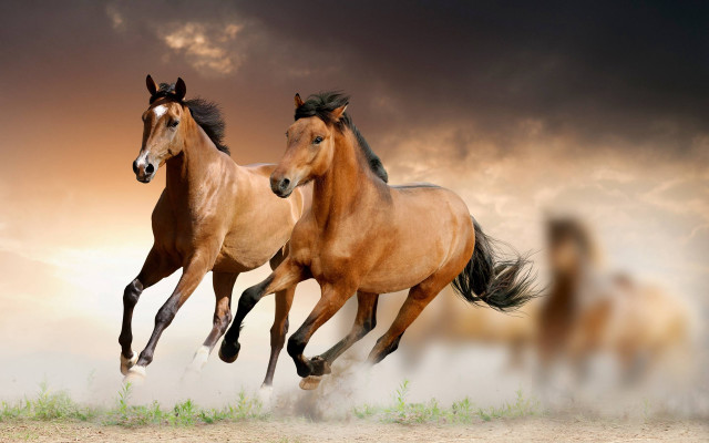 Horses running cloudy sky grass free wallpaper - medium preview image