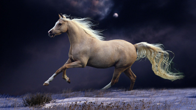 Horse running snow dark sky free wallpaper - medium preview image