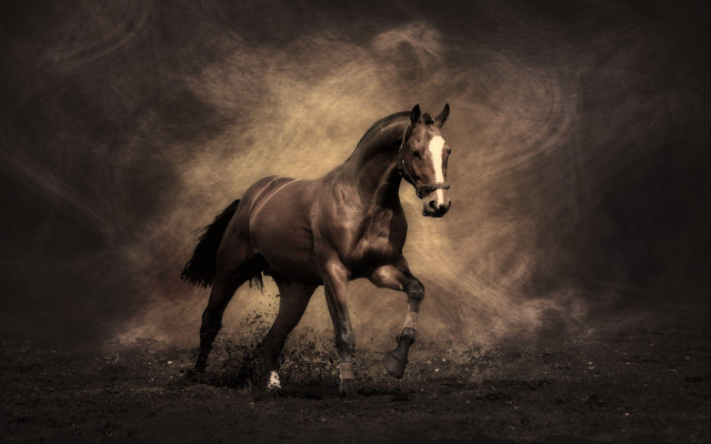 Horse running field dust black #2 free wallpaper - medium preview image