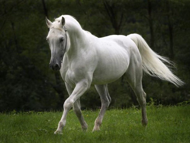 White horse running grassy field free wallpaper - medium preview image