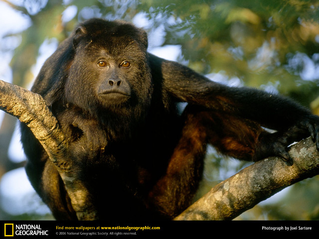 Sad monkey tree looking camera free wallpaper - medium preview image