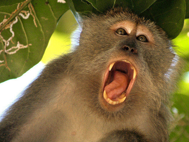Monkey wide open mouth outdoor free wallpaper - medium preview image