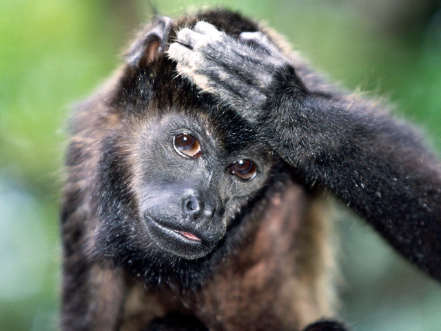 Monkey hand head blurry background free wallpaper - medium preview image