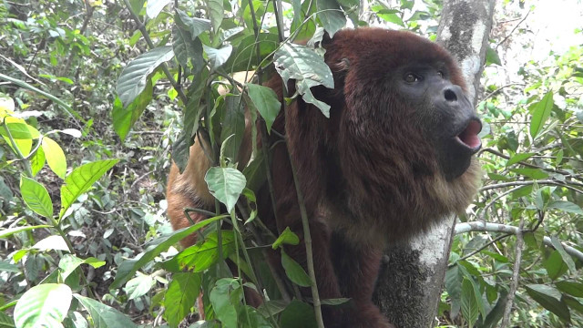 Monkey hanging tree jungle world free wallpaper - medium preview image