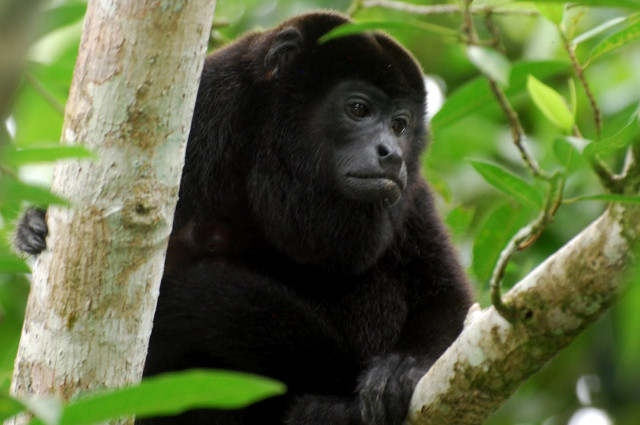 Black monkey sitting tree sad free wallpaper - medium preview image
