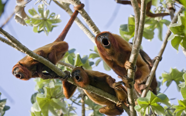 Three monkeys hanging tree branch free wallpaper - medium preview image