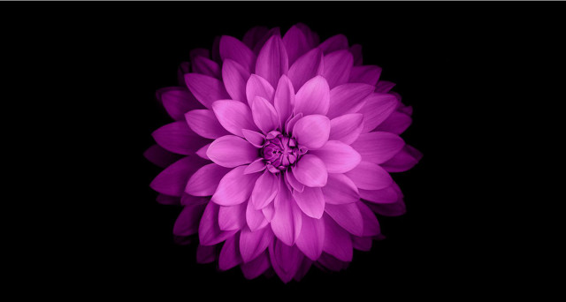Purple flower dark background black free wallpaper - medium preview image