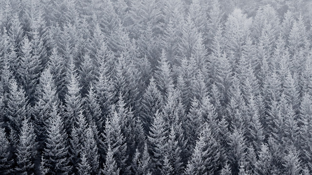 Black white forest trees plane free wallpaper - medium preview image