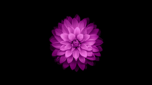 Purple flower dark background white free wallpaper - medium preview image