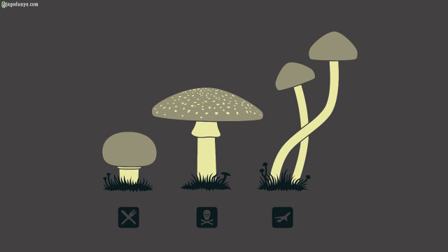 Mushrooms grass dark background group free wallpaper - medium preview image