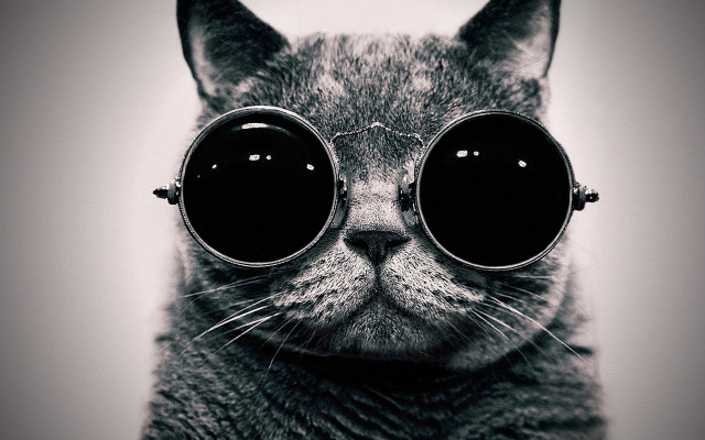 Cat sunglasses background cat face free wallpaper - medium preview image