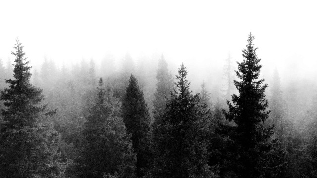 Black white forest fog trees #2 free wallpaper - medium preview image