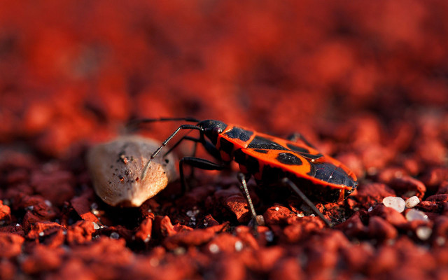 Bug rock white substance ground free wallpaper - medium preview image