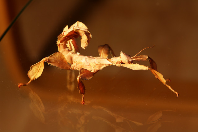Dead flower petals leaves end free wallpaper - medium preview image