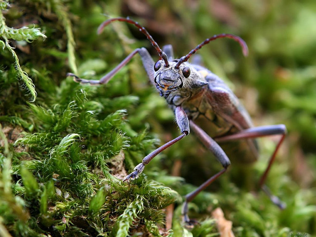 Bug long legs mossy surface free wallpaper - medium preview image