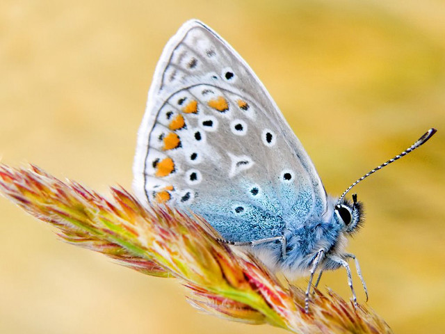 Blue butterfly flower stem blurry free wallpaper - medium preview image