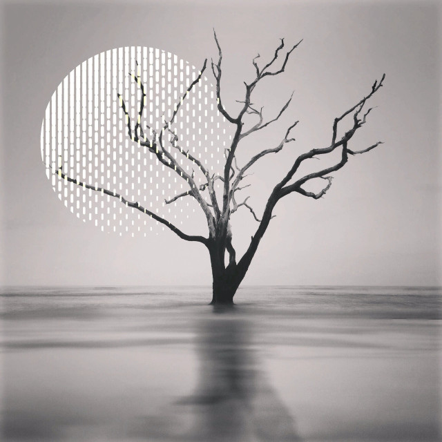 Tree half circle half moon free wallpaper - medium preview image
