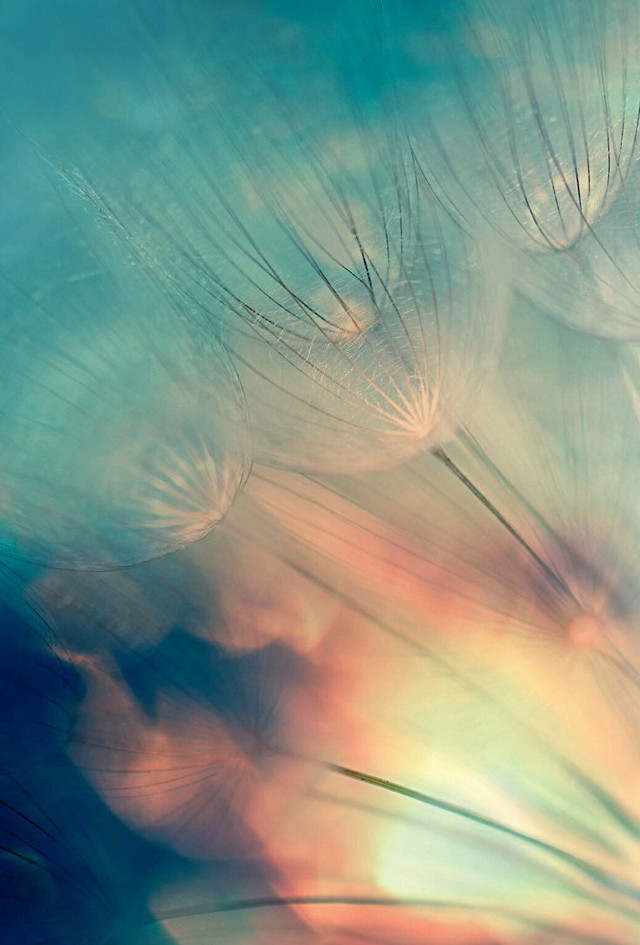 Dandelion closeup sky background blue free wallpaper - medium preview image