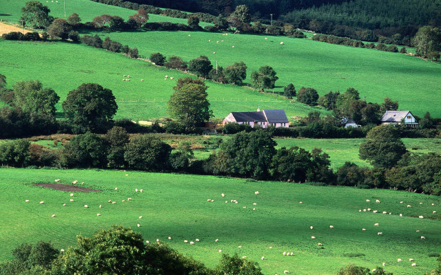 Large field house trees sheep free wallpaper - medium preview image
