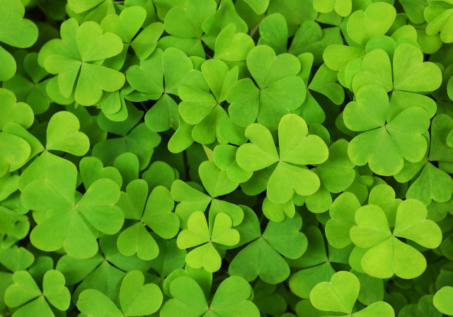 Green shamrocks closeup ecological art free wallpaper - medium preview image