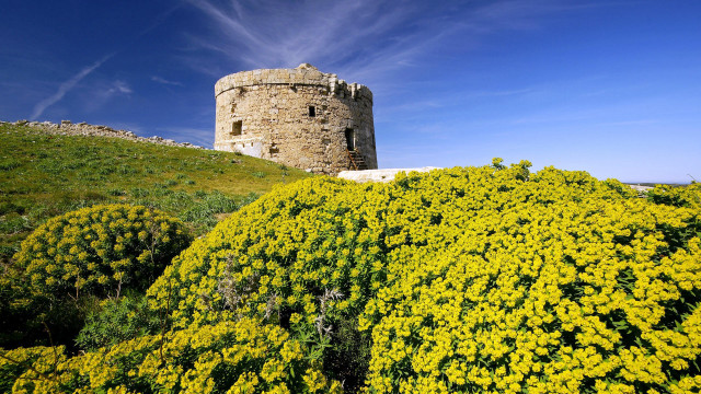 Tower hill yellow flowers blue #2 free wallpaper - medium preview image