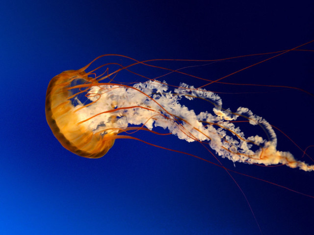 Jellyfish floating profile blue sky free wallpaper - medium preview image