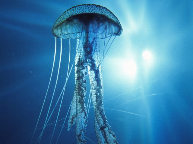 Jellyfish swimming ocean sunlight bubbles free wallpaper - medium preview image