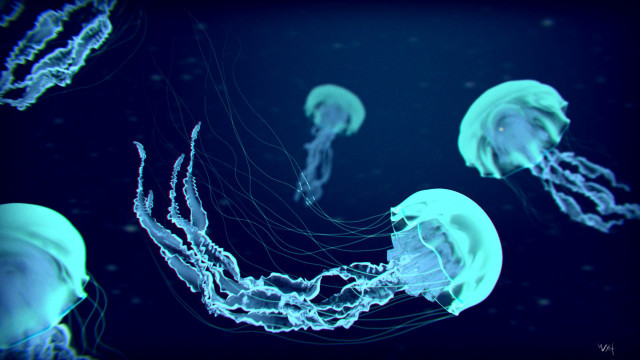 Jellyfish group swimming dark blue free wallpaper - medium preview image