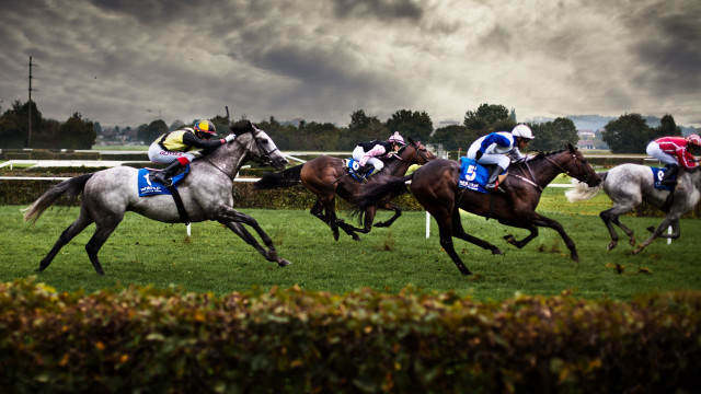Horses racing grass field cloudy free wallpaper - medium preview image