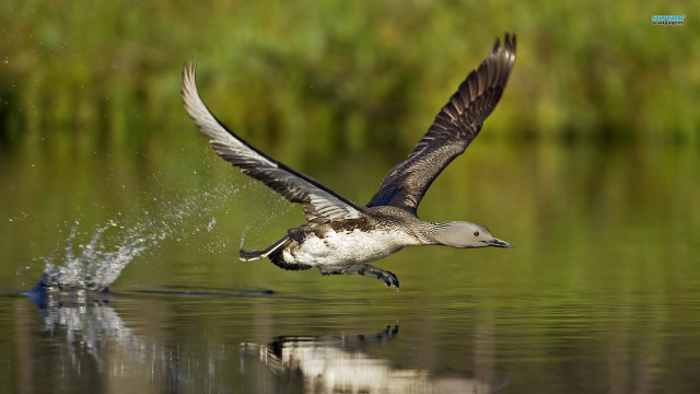 Bird flying over water fish free wallpaper - medium preview image