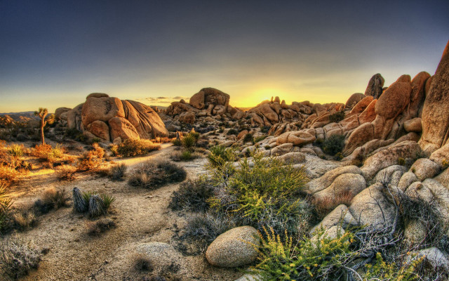 Desert rocks plants sunset background free wallpaper - medium preview image