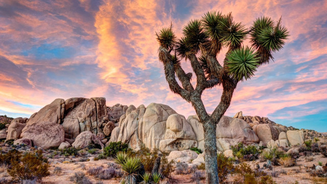 Cactus desert sunset colorful sky free wallpaper - medium preview image