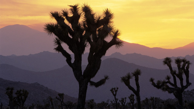 Large cactus tree mountain sunset free wallpaper - medium preview image