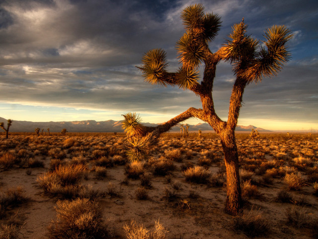Joshua tree desert mountains sunset free wallpaper - medium preview image