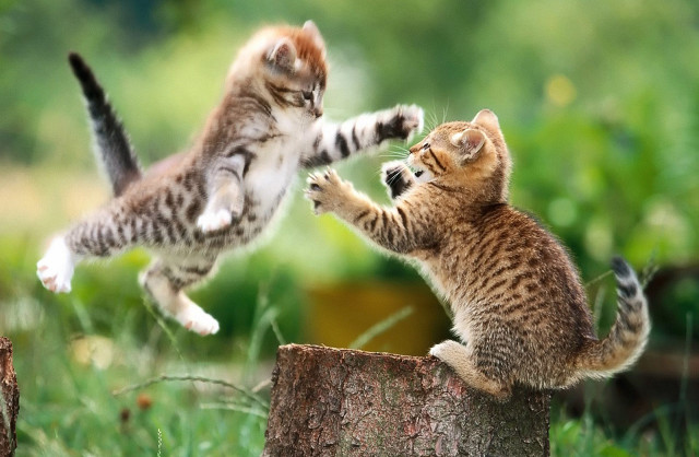 Kittens playing tree stump grass free wallpaper - medium preview image