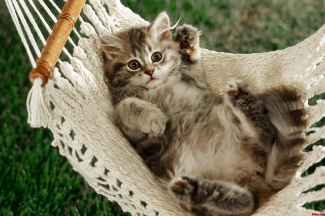Kitten hammock grass stick paw free wallpaper - medium preview image