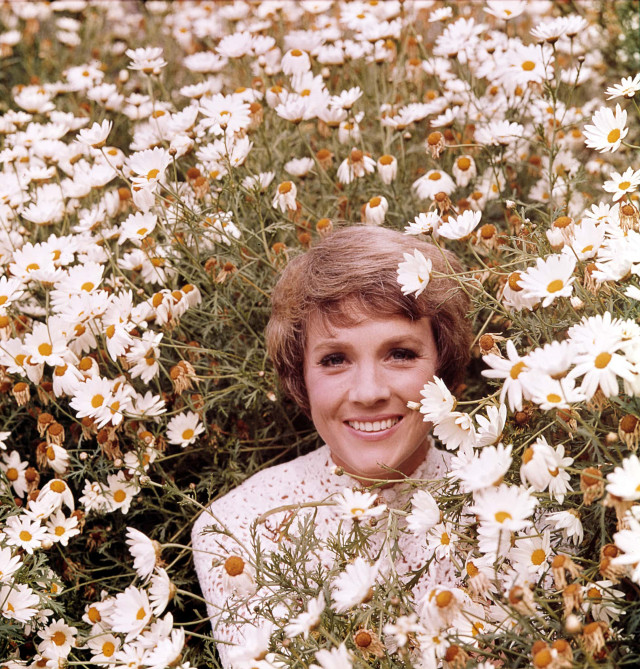 Smiling woman daisies field happy free wallpaper - medium preview image