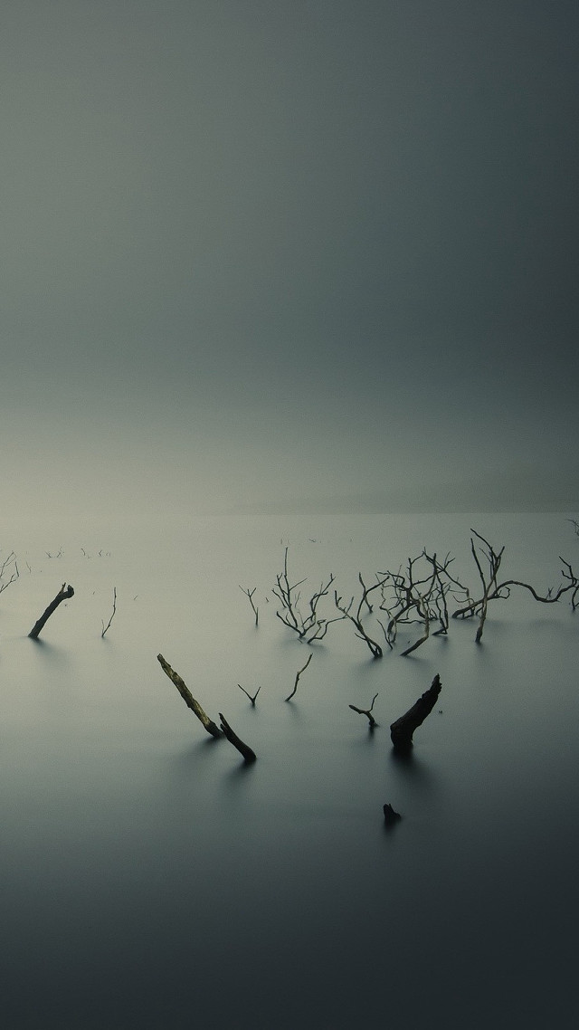 Branches water foggy bird flying free wallpaper - medium preview image