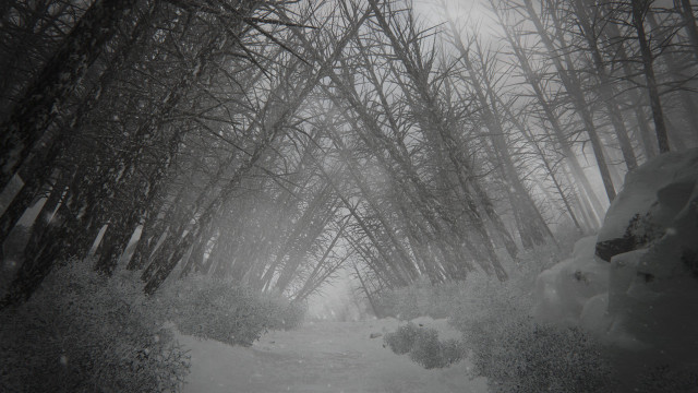 Snow covered path forest trees free wallpaper - medium preview image