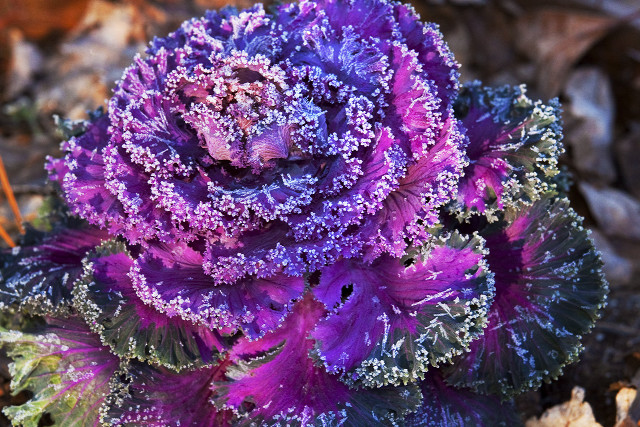 Purple green plant leaves ground free wallpaper - medium preview image