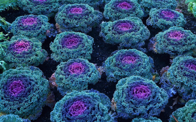 Purple green fractal flowers glowing free wallpaper - medium preview image