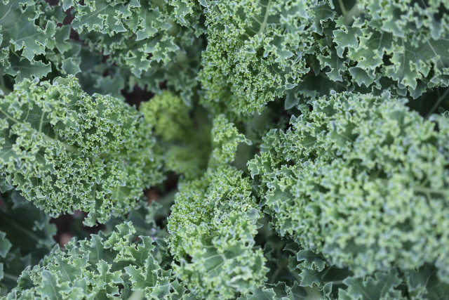 Broccoli closeup green leaves plants free wallpaper - medium preview image
