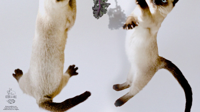 Jumping animals tails spread paws free wallpaper - medium preview image