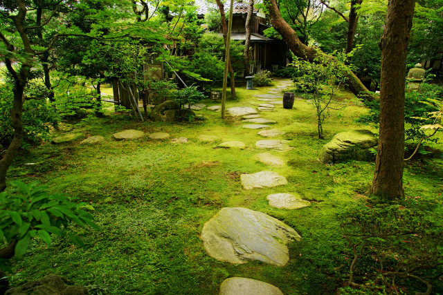 Lush forest path stepping stones free wallpaper - medium preview image